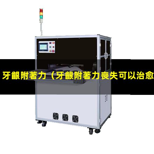 牙齦附著力